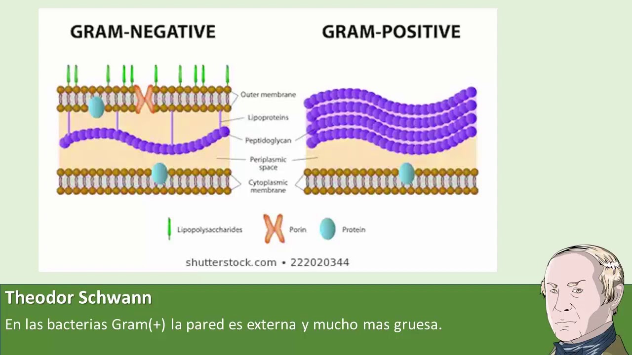 Клеточная стенка состоит из пептидогликана. Клеточная стенка грамположительных бактерий. Клеточная стенка грам бактерий. Клеточная стенка грам отрицательные бактерии. Клеточная стенка грамотрицательных бактерий.