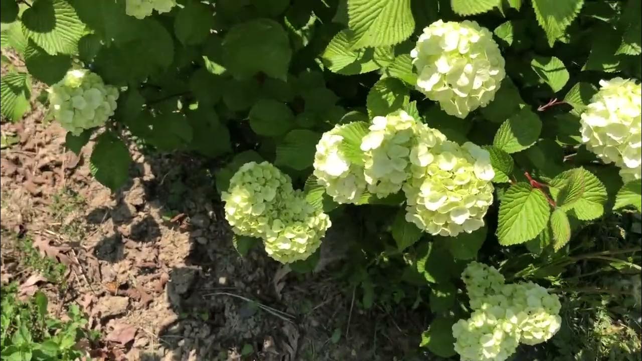 Opening day viburnum blooms on 10th May YouTube