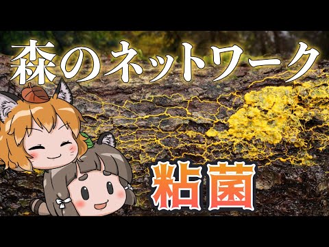 【ゆっくり解説】人類より賢いアメーバ！？粘菌の恐るべき能力【へんないきもの#68】