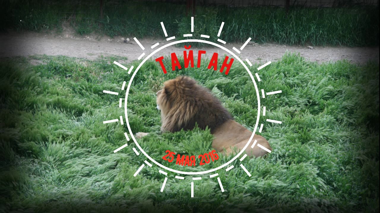 Таня настя и тайган дзен