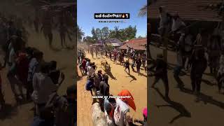 JADE KEMPEGOWDA KODAMBI HABBA VIDEO TOP ACTION HORI VIDEO trending hori#hori habba #bull race #pipi