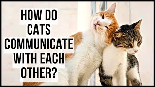 How Do Cats Communicate With Each Other?