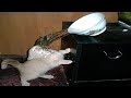 FUNNY CAT MEMES COMPILATION OF 2022 PART 30