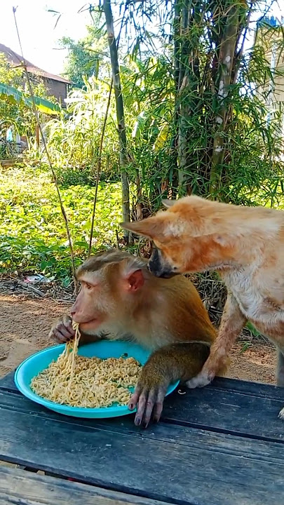 Lovely Video Best Video Of Animals SokYaa , Phao And ToTo Are Harmony and Fun WILL MAKE YOU SMILE