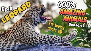 Fun Facts for Kids about Meerkats | God's Amazing Animals (S1 Ep3)