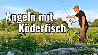 Großer ZANDER auf Köderfisch 😨💥🎣 | Ansitzangeln am Fluss