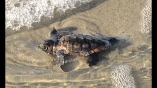 Sea Turtle Hatching Secrets, Hilton Head Island, SC