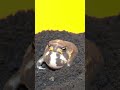 Rain frogs, wake up short version. #rainfrog #commonrainfrog #frog #shorts