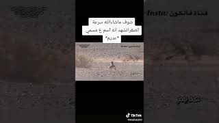 شاهد سرعه الصقر