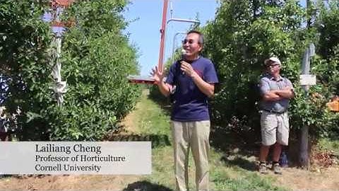 Rootstock Selection Impacts Bitter Pit in Honeycrisp—FGNtv