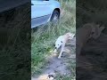 Funny Animal Compilation #foryou #shorts