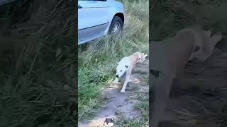 Funny Animal Compilation #foryou #shorts