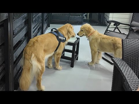 First meeting! Puppy meets an adult Golden Retriever [Golden