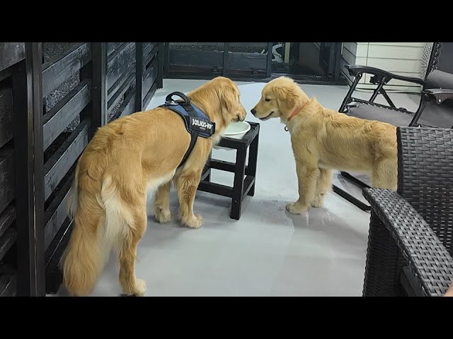【 Golden Retriever 】ゴールデンレトリバー　27-27.5cm ゴールデン・レトリバー - Wikipedia