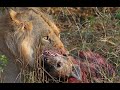 Lion/hyene Youtube