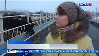 В хозяйстве на востоке Оренбургской области практикуют безстойловое содержание коров