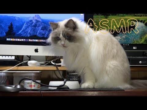 【ASMR Cat】ムシャムシャ♪ウェットフードを食べるモフモフのラグドール猫［Ragdoll Cat Ruu #455a］Fluffy Cat Eating Wet Food♪