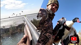 صيد بط الشهرمان في العراق