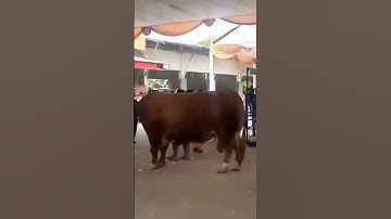 ASOKA SABET JUARA 1 KATAGORI P2❗Kontes Sapi