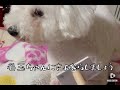 ブラシは天敵です。 #こはく#ビションフリーゼ#犬#ブラッシング#お風呂後