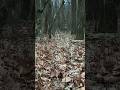 Stalking a big BUCK #deer #deerhunting #whitetaildeer