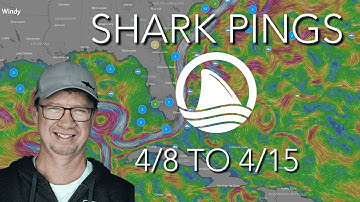 WEEKLY SHARK PING UPDATE WITH OCEARCH DATA SCIENTIST JOHN TYMINKSI (Week 4)
