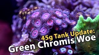 Green Chromis Woe (45g - 5/5/2017)