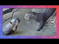 Watch Giant River Otters frolic in the Northern Pantanal Region of Brazil - 8K