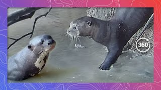 Watch Giant River Otters frolic in the Northern Pantanal Region of Brazil - 8K
