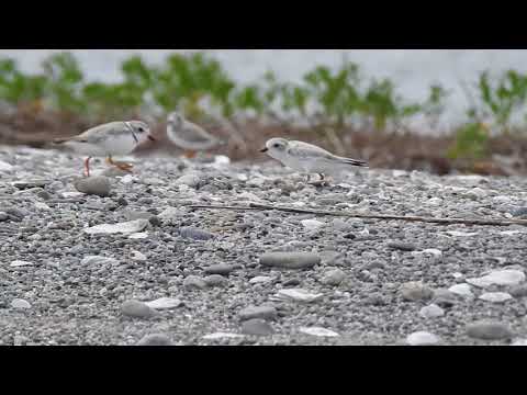 DSCN8317 Piping Plover, Milford Point (CT, 7/15/18, fledglings, adults