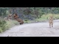 Big Male Lions Battle Over a Lioness | Tintswalo Virtual Safari #186