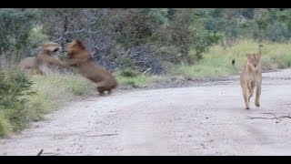 Big Male Lions Battle Over a Lioness