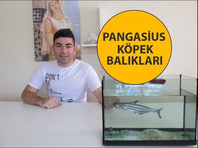 Pangasius Kopek Baligi Bakimi Ve Akvaryumu Youtube