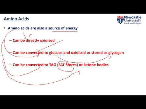 Video: Forskjellen Mellom Essensielle Og Ikke-essensielle Aminosyrer