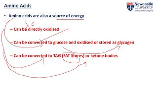 Famous Describe the difference between essential and non-essential amino acids Profile
