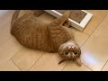 急にたまらんたまらんと不思議な行動を始める猫 cat that suddenly starts behaving in an interesting, cute, and mysterious way