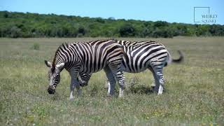 Quagga | The quagga was a unique species of zebra that existed until the late 19th century. by Animal Square 526 views 1 year ago 9 minutes, 52 seconds