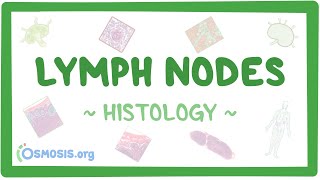 Lymph Nodes: Histology