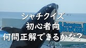 シャチの泳ぎで癒されたい Youtube