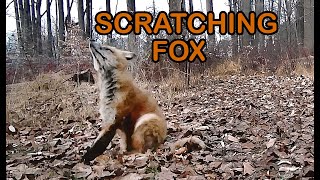 Fox Suffering from Mange Caught on Trail Camera