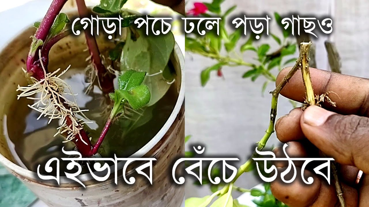 গাছের গোড়া পচা রোগের প্রতিকার how to protect plants in rainy season