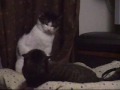 にゃんたとさくら　回転猫パンチ！
