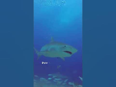 Why are Tiger Sharks so Aggressive and Dangerous? 🦈 Why Tiger Sharks