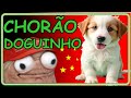 Cachorrinho chorando #02