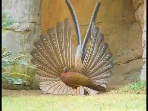 Image result for images of feathers of surkhab