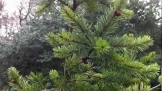 Unique trees leaves -- Nature beautiful art - 22