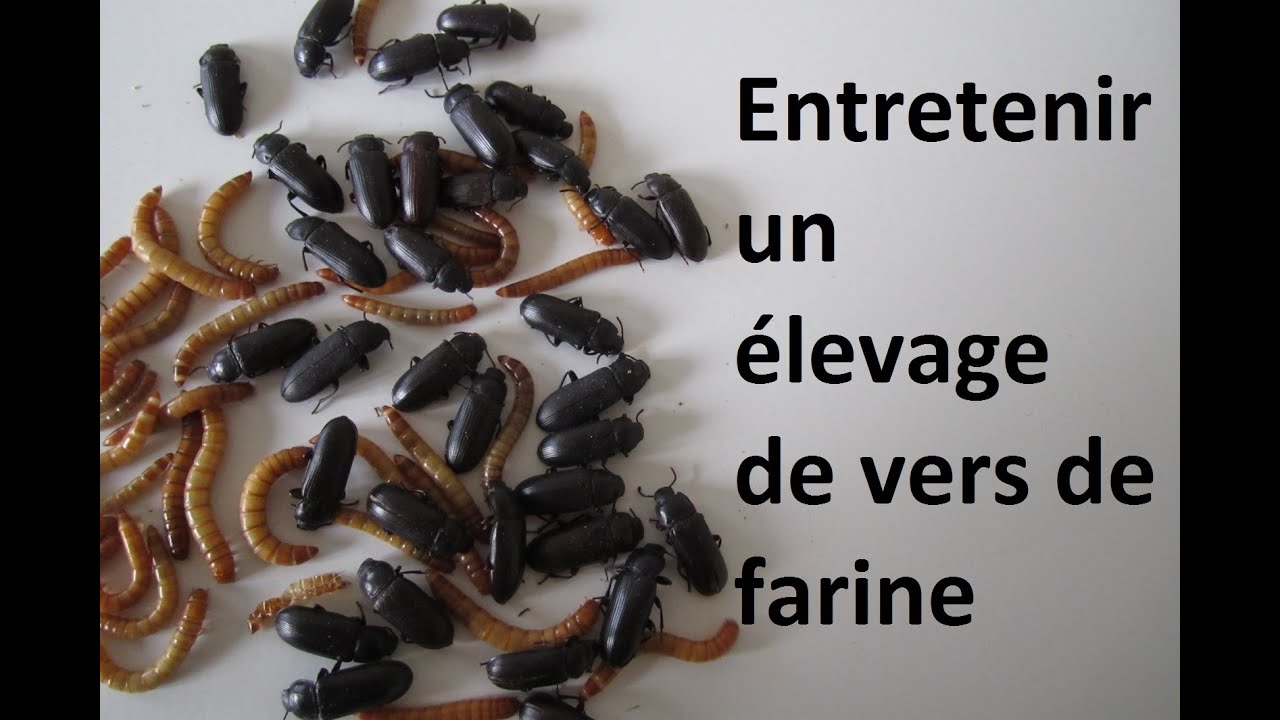 Elevage de Vers de Farine quelques Techniques Complémentaires. 