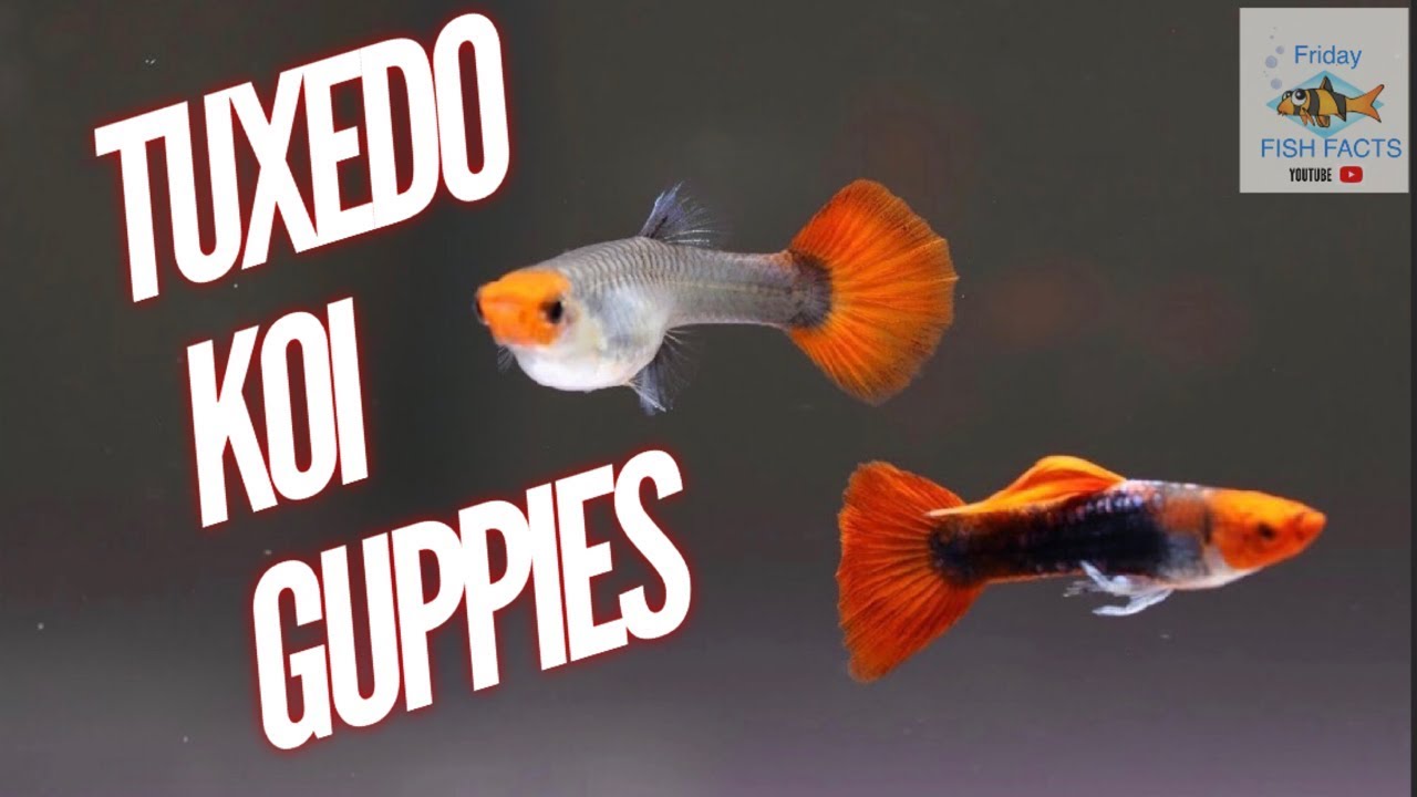 mørke overskud Villig TUXEDO KOI GUPPIES! MY FAVORITE GUPPY - YouTube