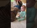 初めて猫に文句を言われた赤ちゃん、どうしていいか分からず固まってしまう。。。#cat #cats #baby #cute #funny #shorts #shortvideo #赤ちゃん #猫