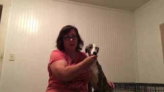 Lori Rizzo Whippet Puppy Training Wk 1 Lesson 4